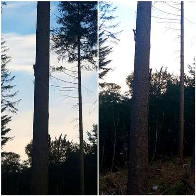 Die wunderschöne Welt mit Hund.-Beitrag-Bild