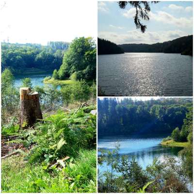 Die wunderschöne Welt mit Hund.-Beitrag-Bild