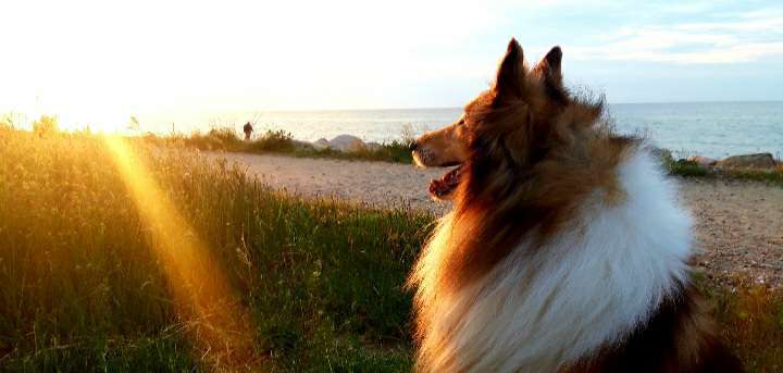 Fotochallenge Nr. 62 Romantische Momente-Beitrag-Bild