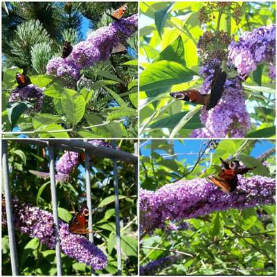 Die wunderschöne Welt mit Hund.-Beitrag-Bild