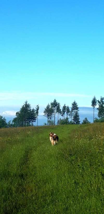 Die wunderschöne Welt mit Hund.-Beitrag-Bild
