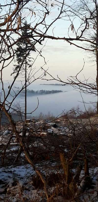 Die wunderschöne Welt mit Hund.-Beitrag-Bild