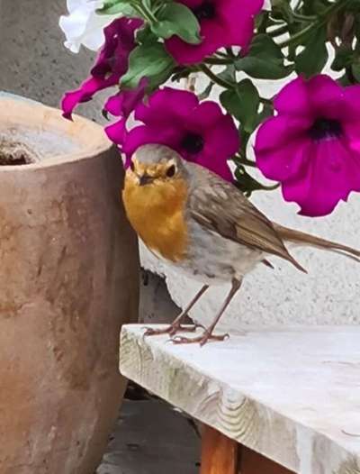 Die wunderschöne Welt mit Hund.-Beitrag-Bild