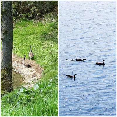 Die wunderschöne Welt mit Hund.-Beitrag-Bild
