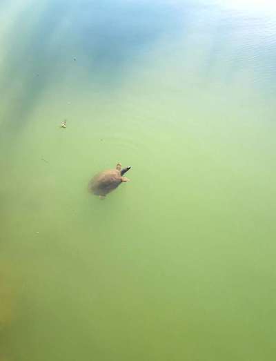 Die wunderschöne Welt mit Hund.-Beitrag-Bild