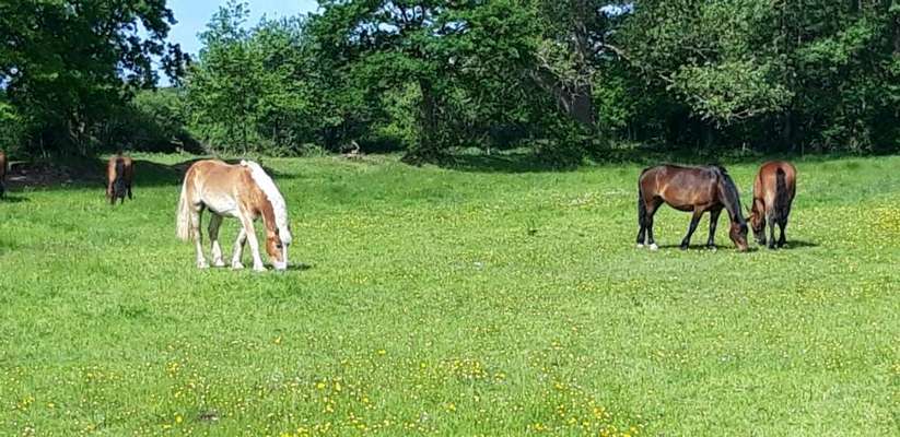 Die wunderschöne Welt mit Hund.-Beitrag-Bild