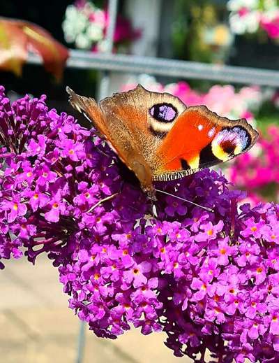 Die wunderschöne Welt mit Hund.-Beitrag-Bild