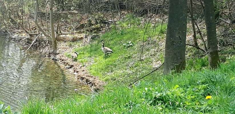 Die wunderschöne Welt mit Hund.-Beitrag-Bild