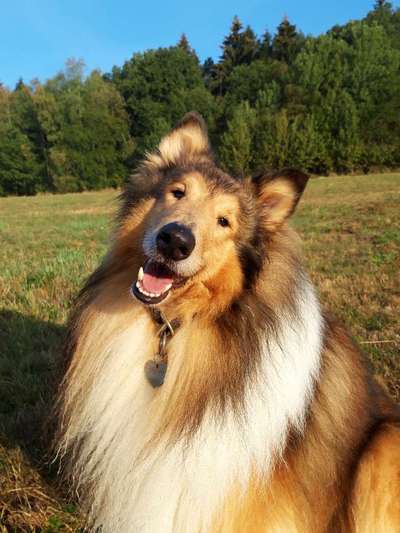 Dogorama Photo Challenge - Einmal lächeln bitte-Beitrag-Bild