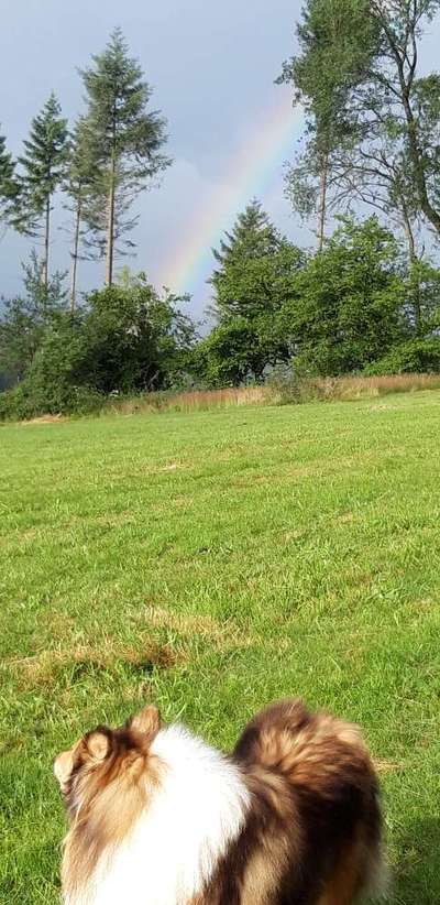 Die wunderschöne Welt mit Hund.-Beitrag-Bild