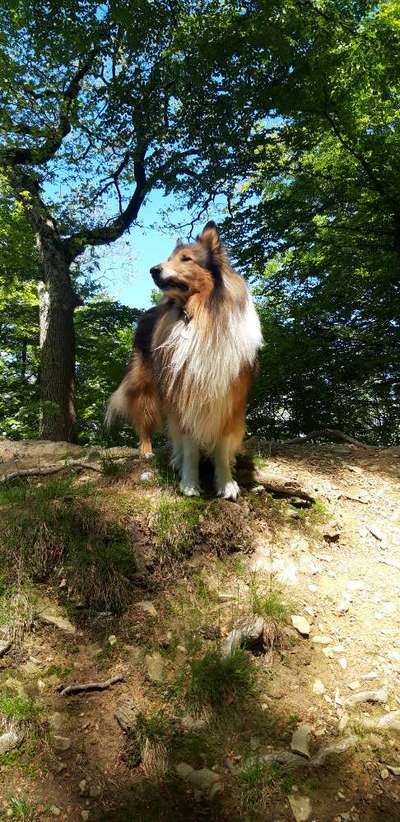 Die Dogorama Kalender Challenge Teil 3/4-Beitrag-Bild