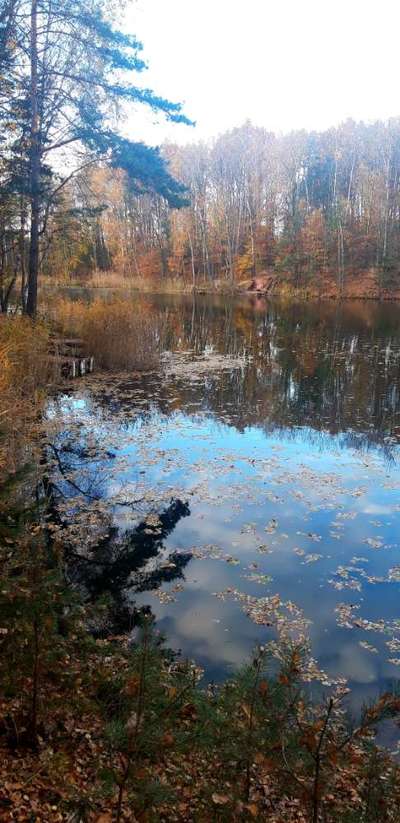 Die wunderschöne Welt mit Hund.-Beitrag-Bild