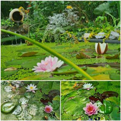 Die wunderschöne Welt mit Hund.-Beitrag-Bild