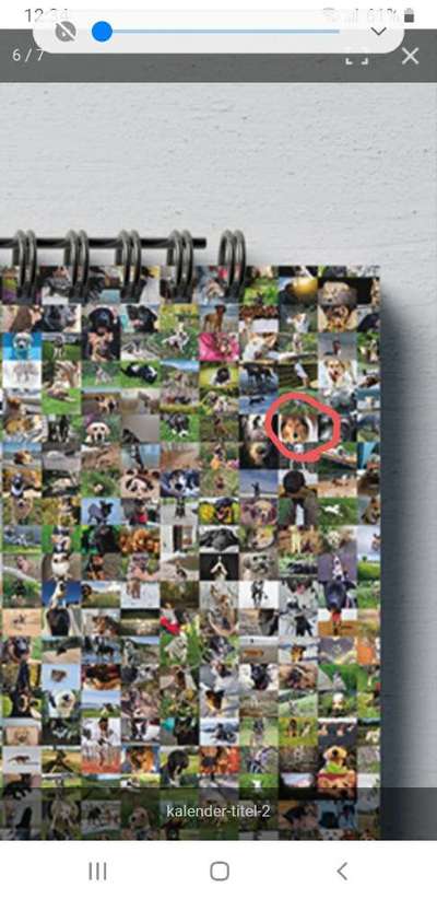 Zeig deinen Hund in der Kalender-Collage-Beitrag-Bild
