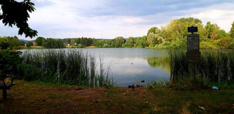 Die wunderschöne Welt mit Hund.-Beitrag-Bild