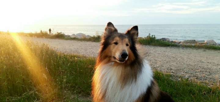 Die Dogorama Wochen Challenge-Beitrag-Bild