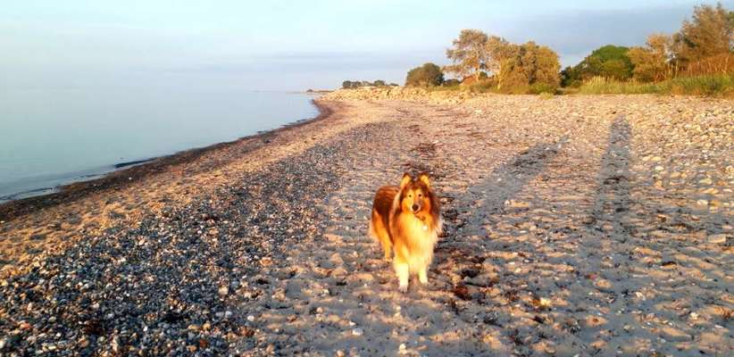 Die Dogorama Kalender Challenge 4/4-Beitrag-Bild