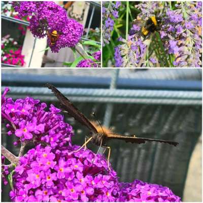 Die wunderschöne Welt mit Hund.-Beitrag-Bild