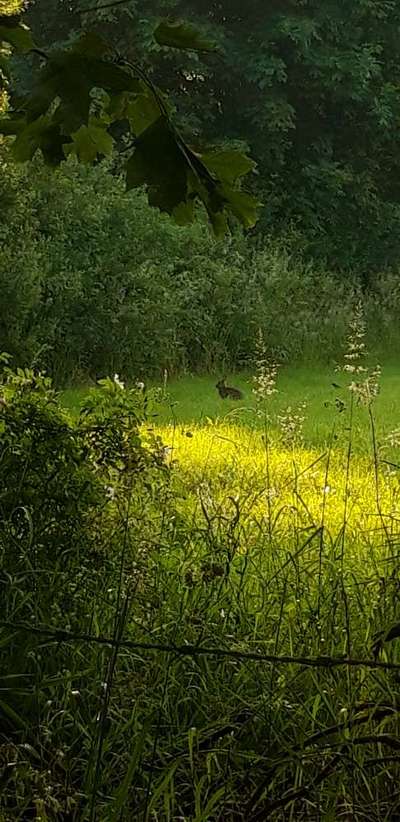 Die wunderschöne Welt mit Hund.-Beitrag-Bild