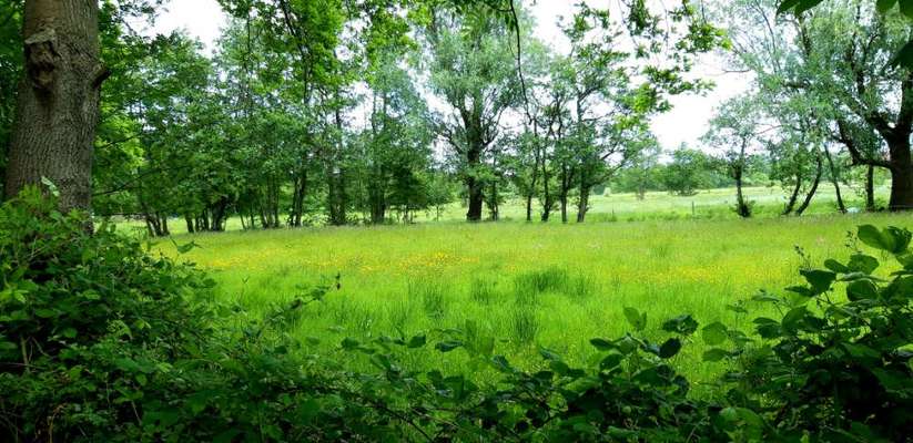 Die wunderschöne Welt mit Hund.-Beitrag-Bild