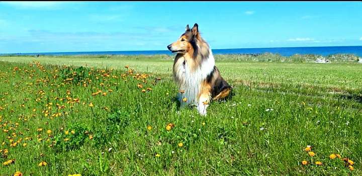 Fotochallenge Nr.89 - Charakter und Wesen-Beitrag-Bild