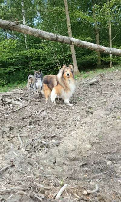 Bester Freund, Hundekumpel - zeigt her!-Beitrag-Bild