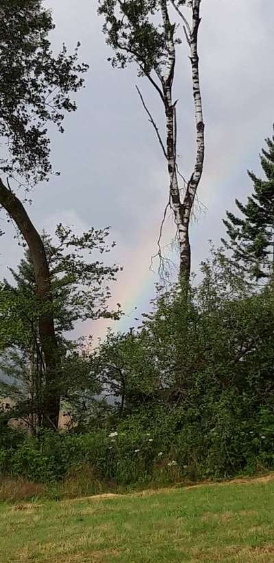 Die wunderschöne Welt mit Hund.-Beitrag-Bild