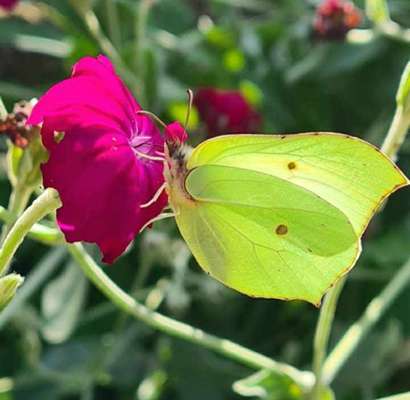 Die wunderschöne Welt mit Hund.-Beitrag-Bild