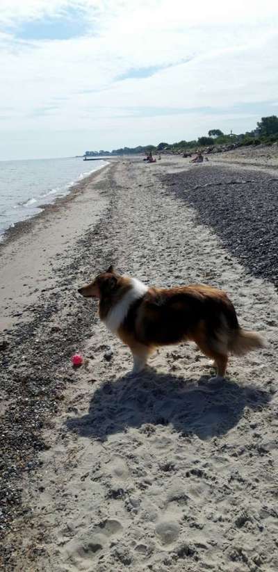 Collies gesucht-Beitrag-Bild