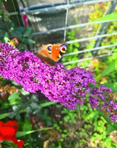 Die wunderschöne Welt mit Hund.-Beitrag-Bild