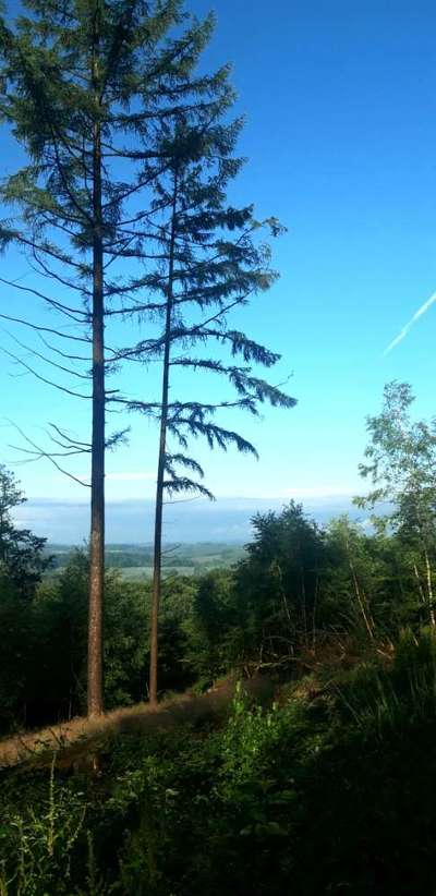 Die wunderschöne Welt mit Hund.-Beitrag-Bild