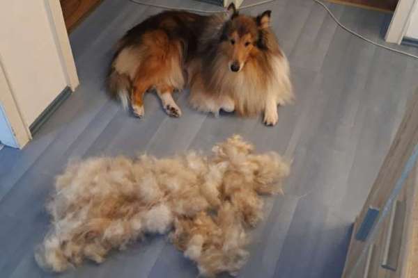 Collies gesucht-Beitrag-Bild