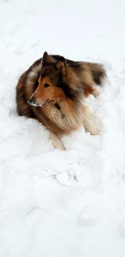 Dogorama Photo Challenge - Es wird nochmal kalt!-Beitrag-Bild