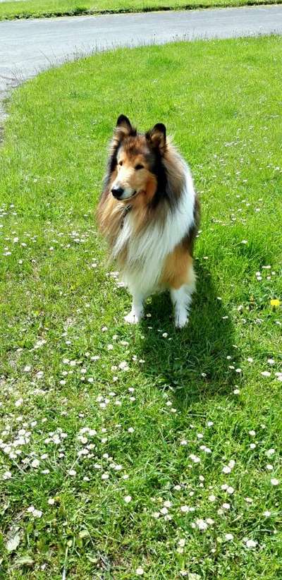 Dogorama Photo Challenge - Der Frühling kommt-Beitrag-Bild