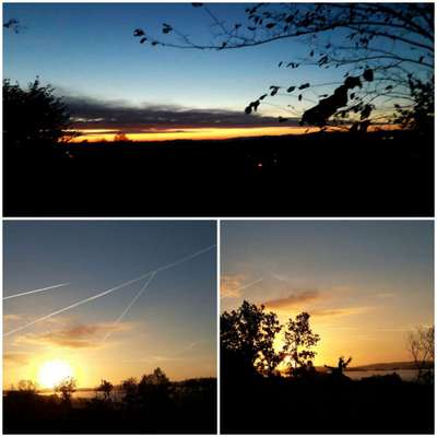 Die wunderschöne Welt mit Hund.-Beitrag-Bild