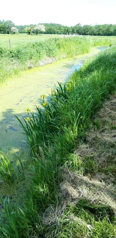Die wunderschöne Welt mit Hund.-Beitrag-Bild