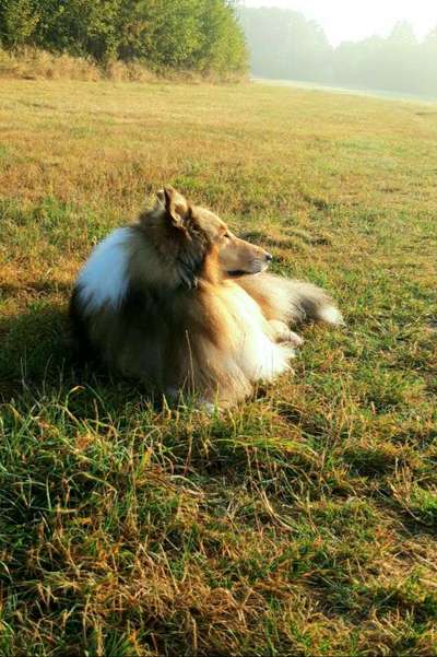 Die Dogorama Kalender Challenge Teil 1/4-Beitrag-Bild