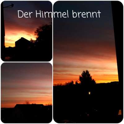 Die wunderschöne Welt mit Hund.-Beitrag-Bild