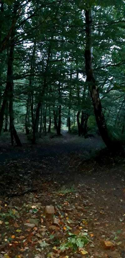 Die wunderschöne Welt mit Hund.-Beitrag-Bild