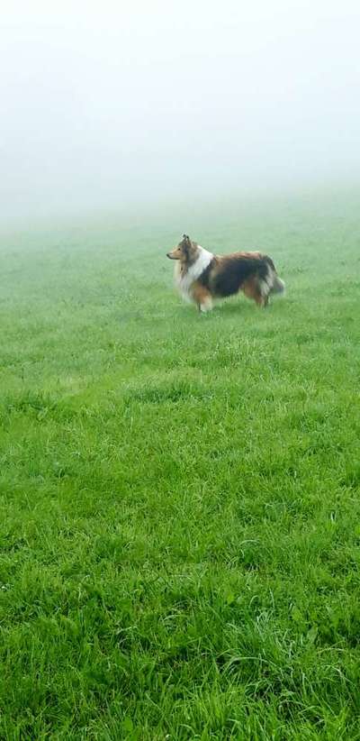 Die Dogorama Kalender Challenge Titelbild-Beitrag-Bild