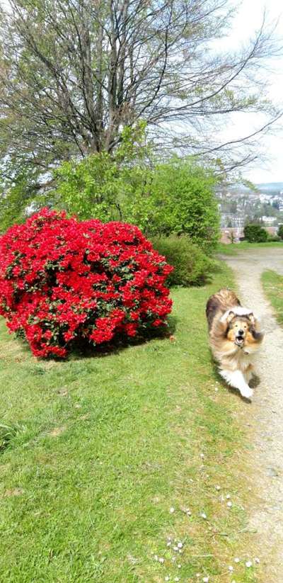 Die wunderschöne Welt mit Hund.-Beitrag-Bild
