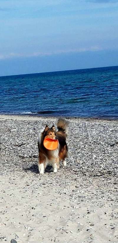 Die Dogorama Wochen Challenge: “Dein Hund im Urlaub”-Beitrag-Bild