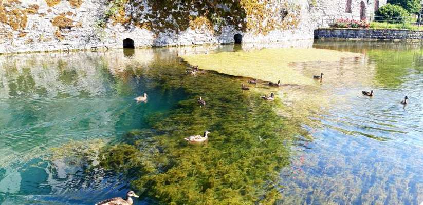Die wunderschöne Welt mit Hund.-Beitrag-Bild