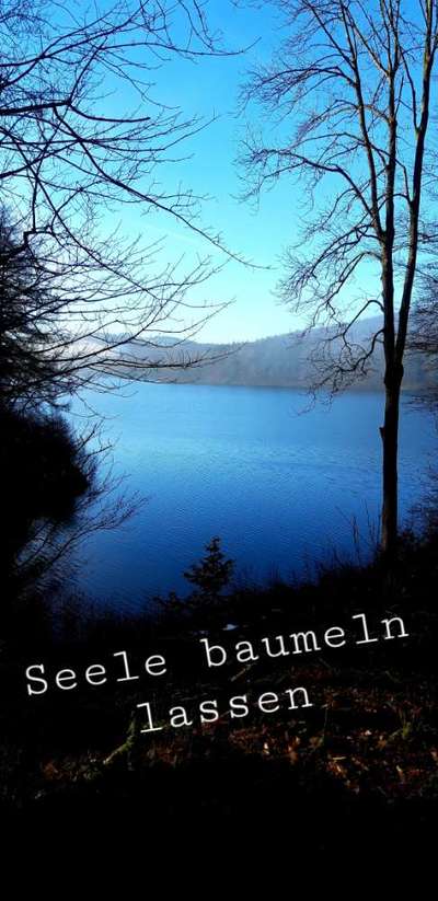 Die wunderschöne Welt mit Hund.-Beitrag-Bild