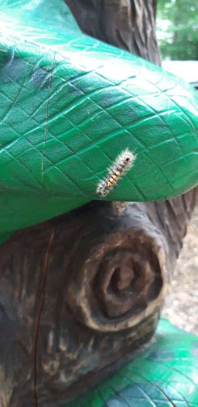 Die wunderschöne Welt mit Hund.-Beitrag-Bild