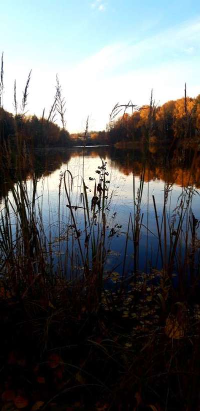 Die wunderschöne Welt mit Hund.-Beitrag-Bild