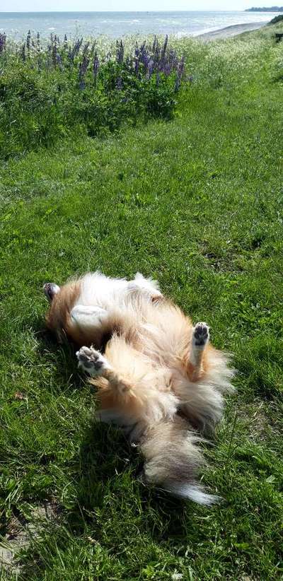 Die Dogorama Monats Challenge "Es grünt und blüht"-Beitrag-Bild