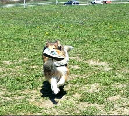 Fotochallenge 66 ~ Rennaction -Zeig deinen Hund im Lauf-Beitrag-Bild