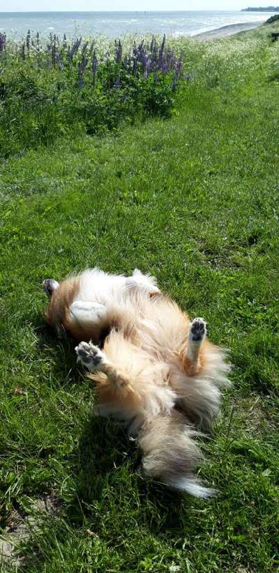 Die Dogorama Wochen Challenge-Beitrag-Bild