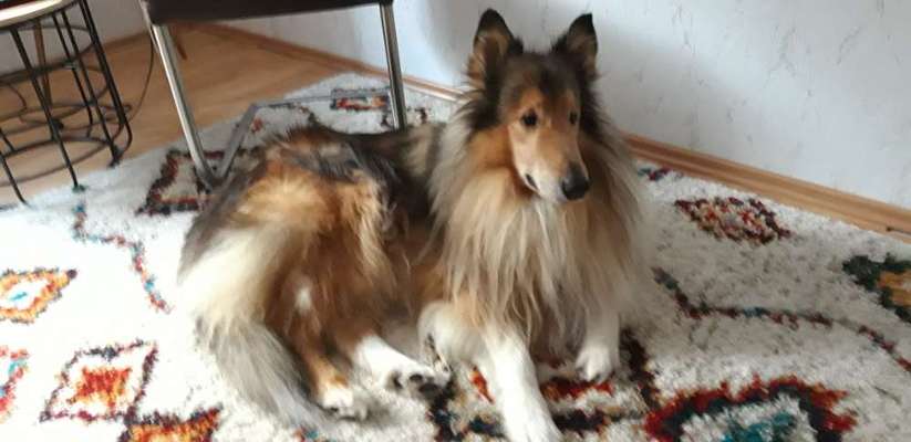 Collies gesucht-Beitrag-Bild